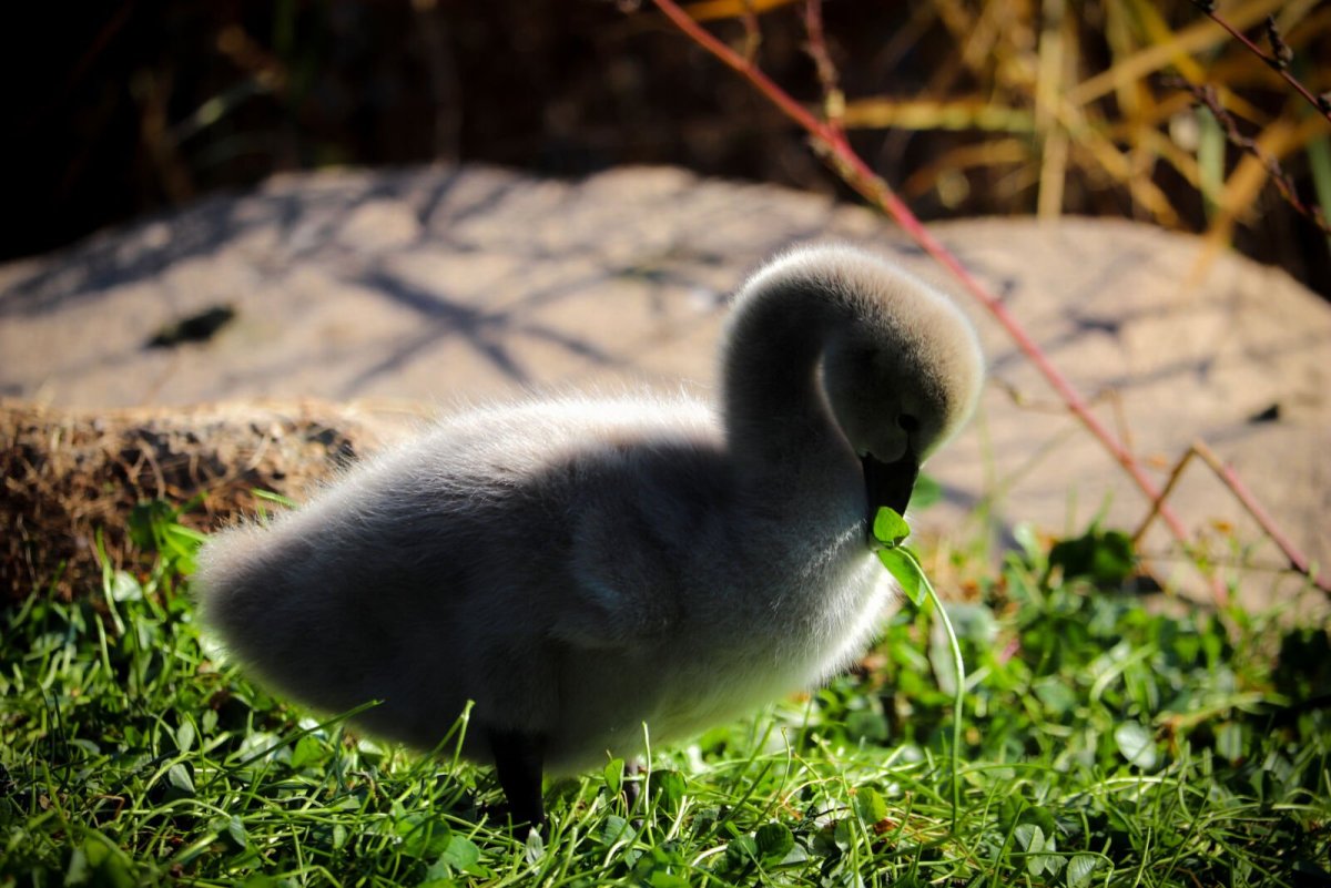 Цыпленок лебедя фото