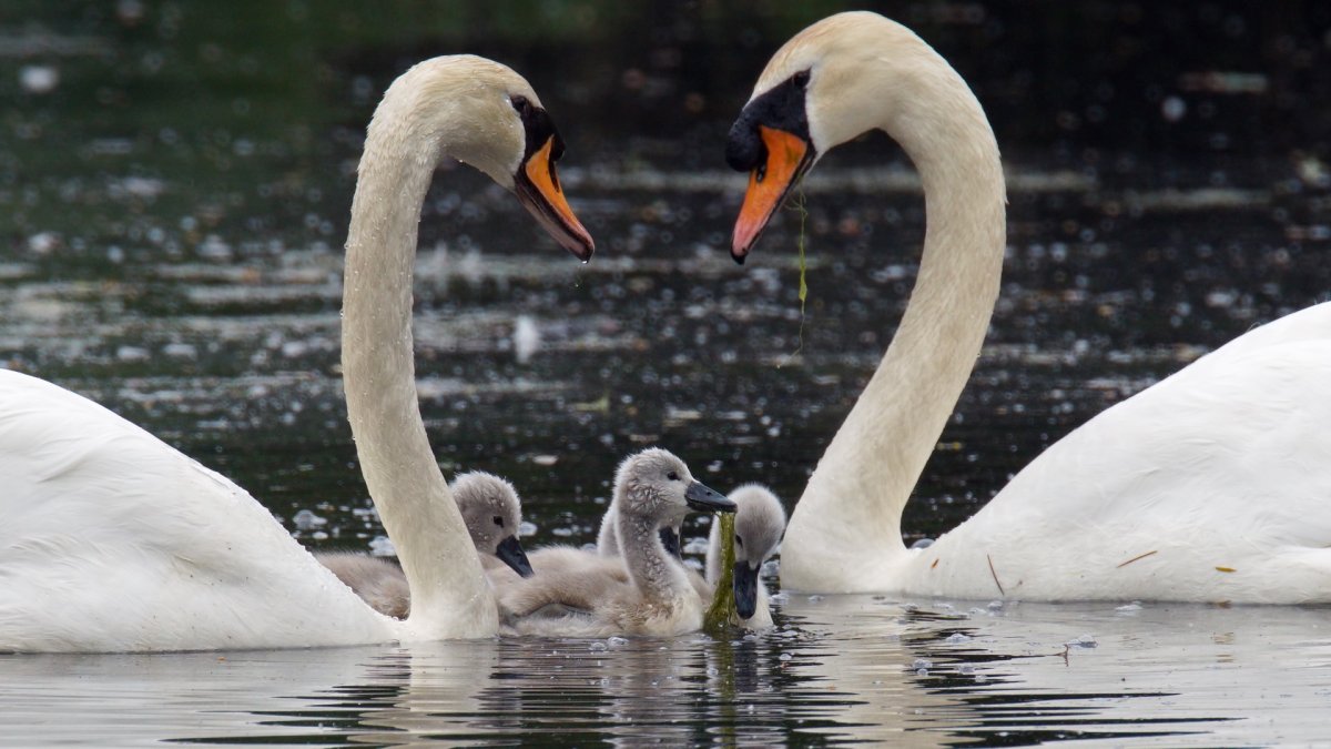 Лебедь-трубач птенцы
