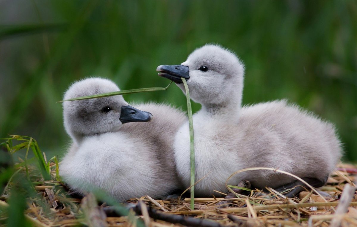Лебедь шипун с птенцами