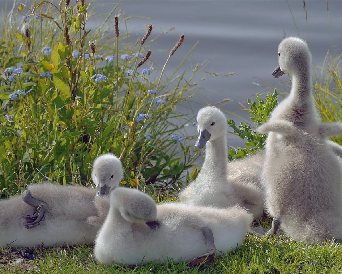 Лебедь с птенцами