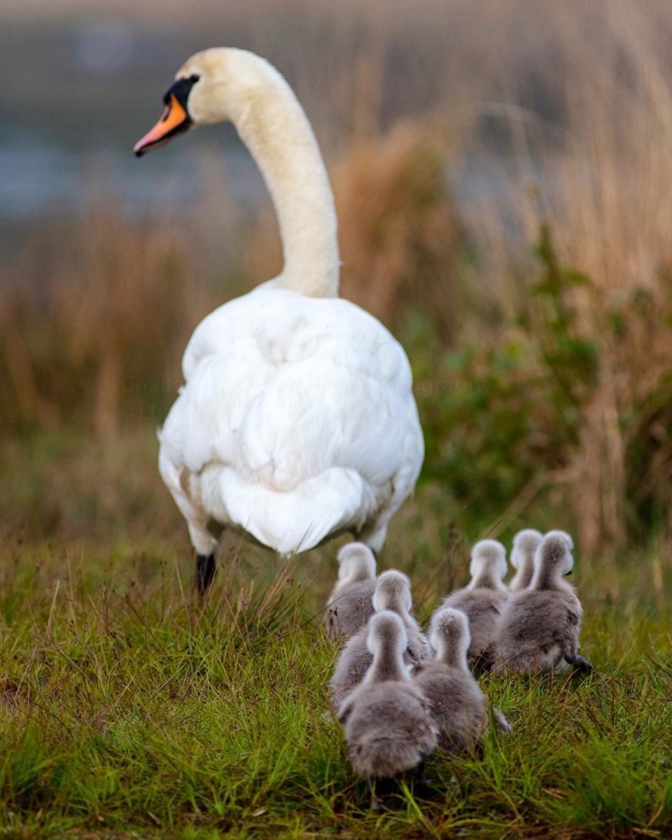 Лебедь с лебедятами