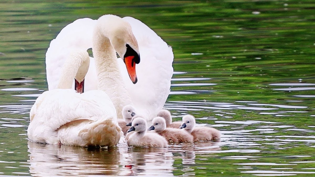 Новорожденный лебедь