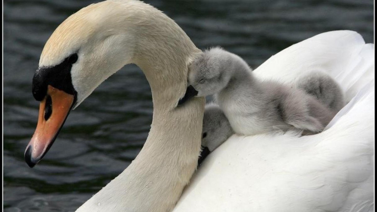 Гусенок и лебеденок