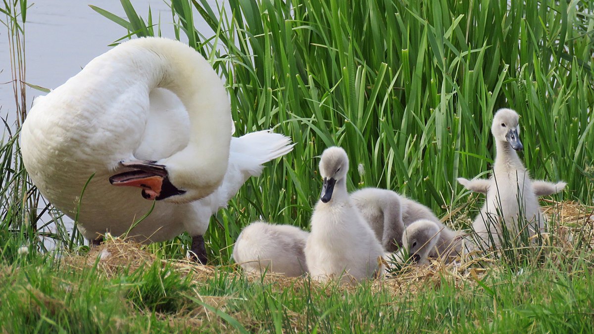 Лебедь с лебедятами