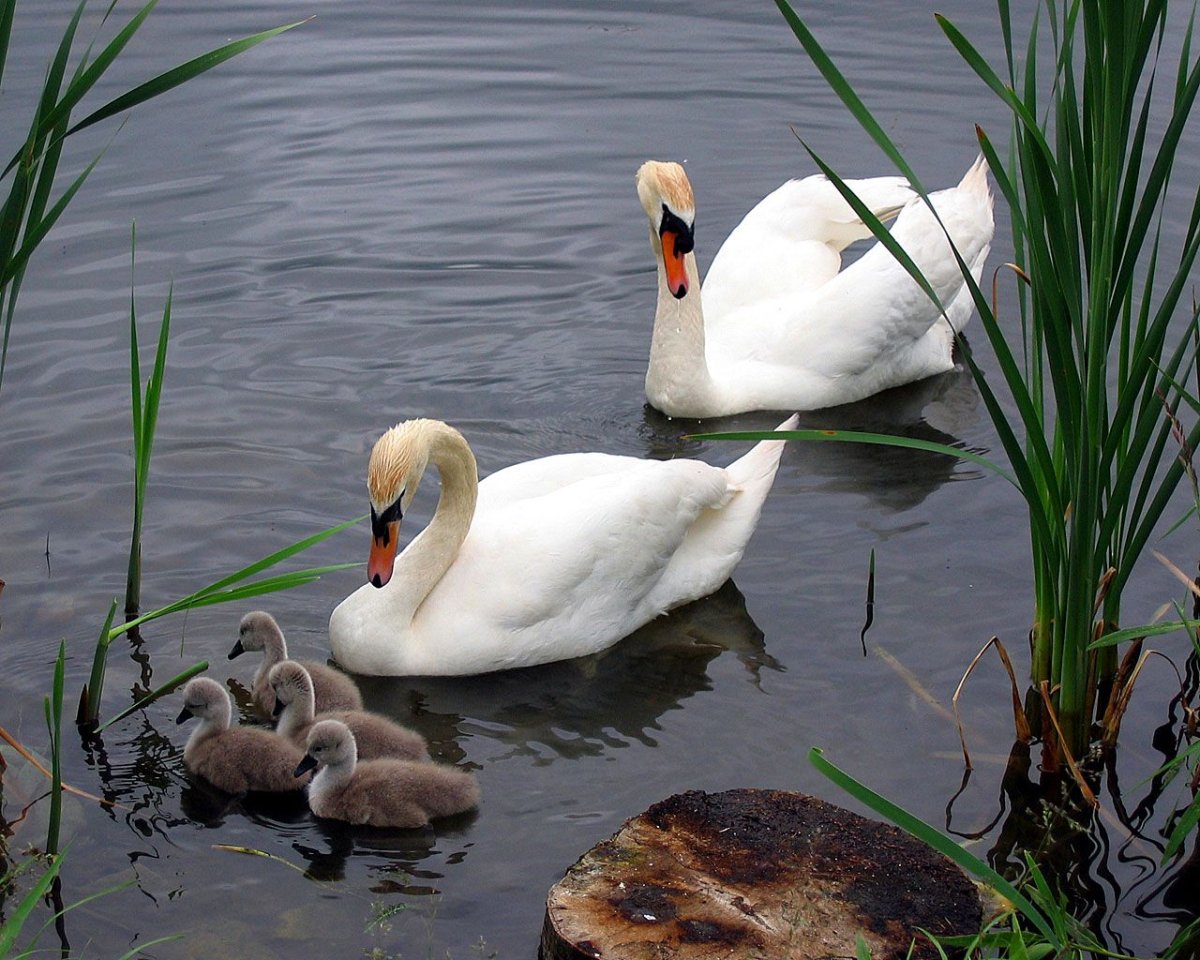 Черные лебедята