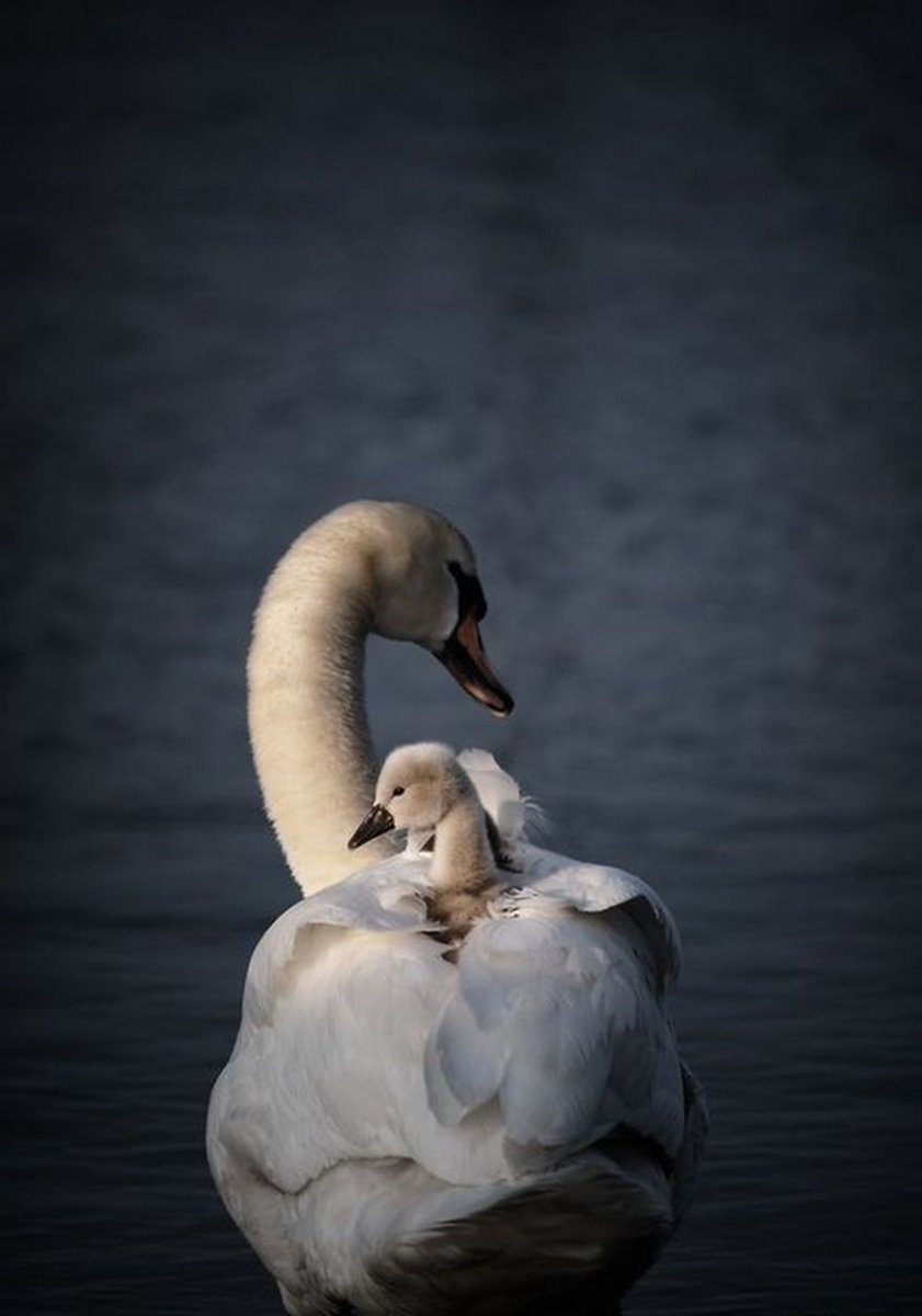 Фотообои лебеди