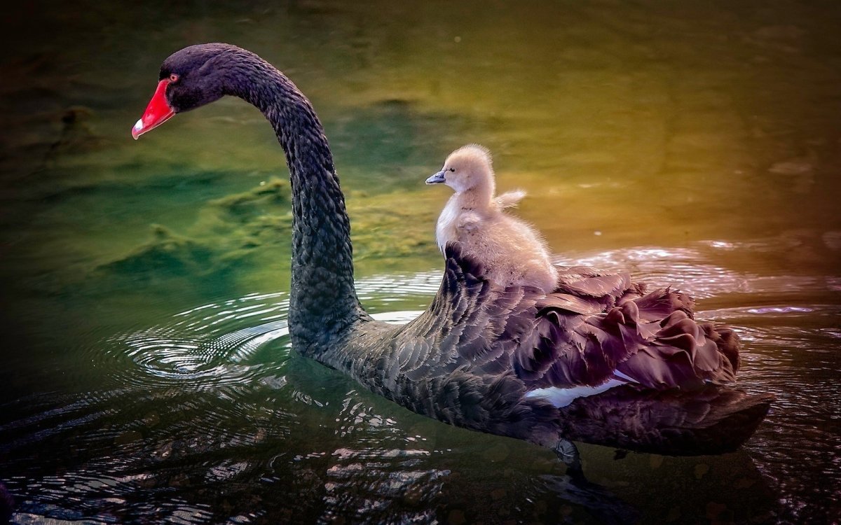 Лебедь шипун размножение