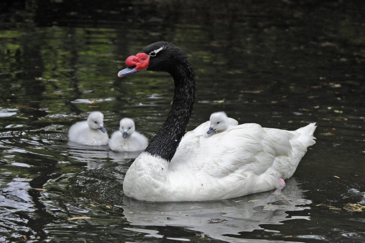 Лебеди (птицы)