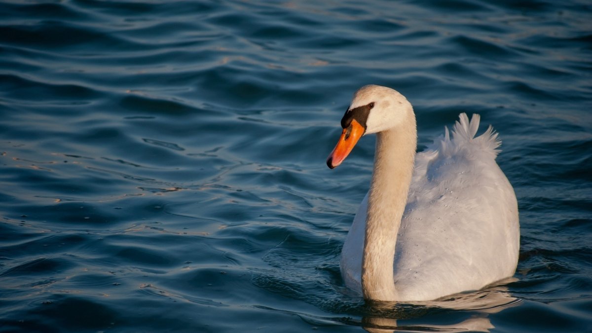 Лебедь с лебедятами