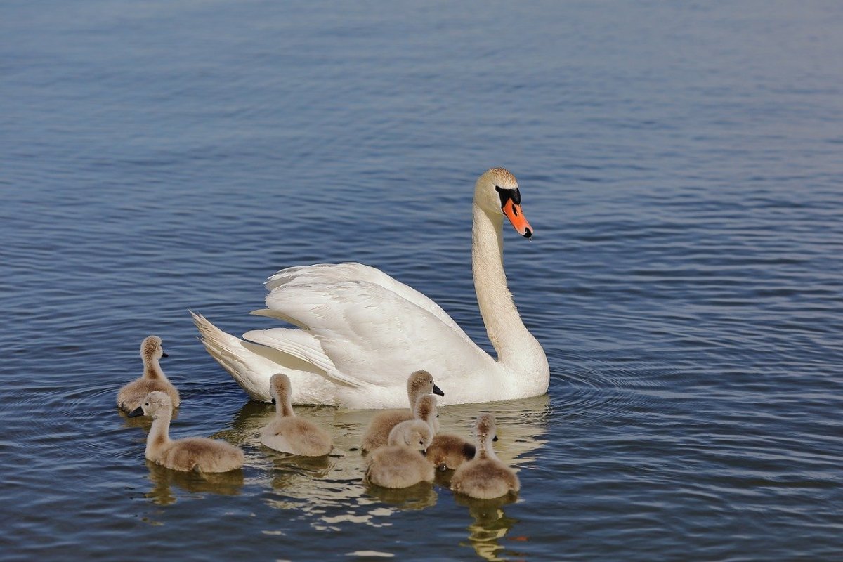 Утенок лебедь Эстетика