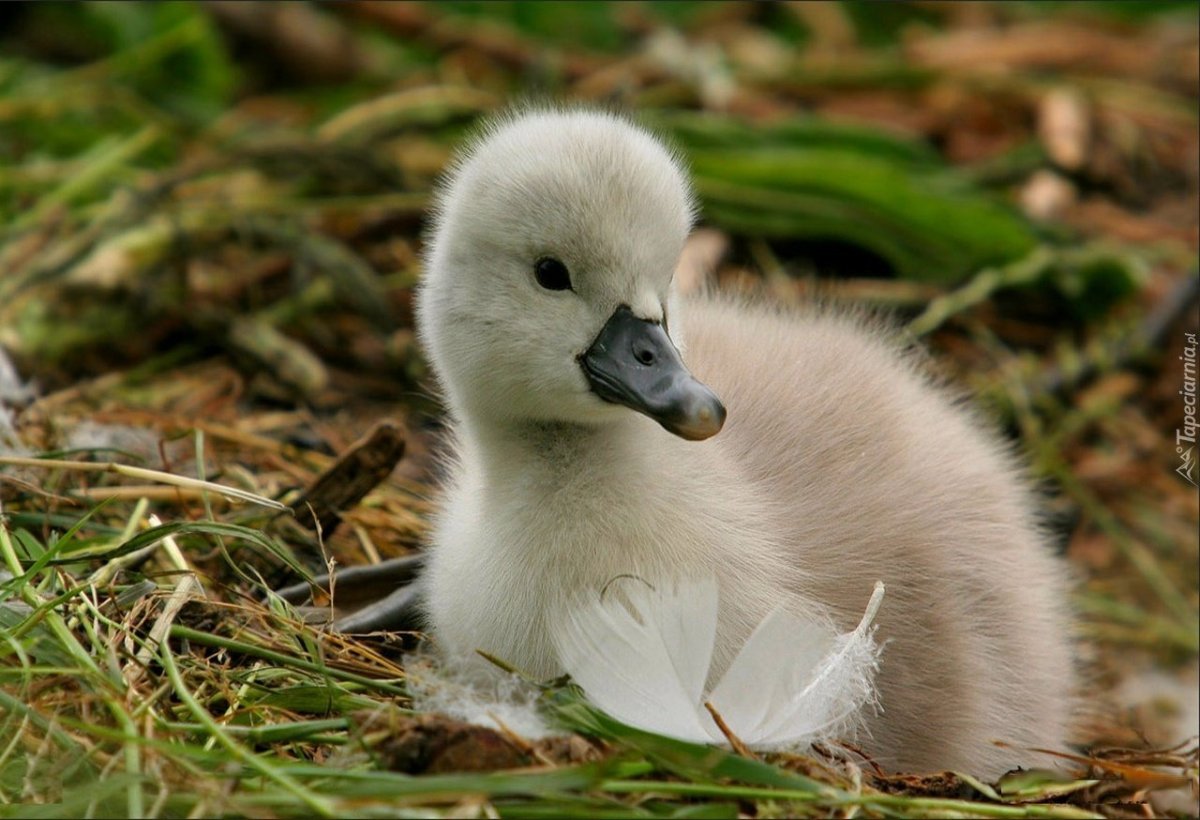 Маленькие утята белые