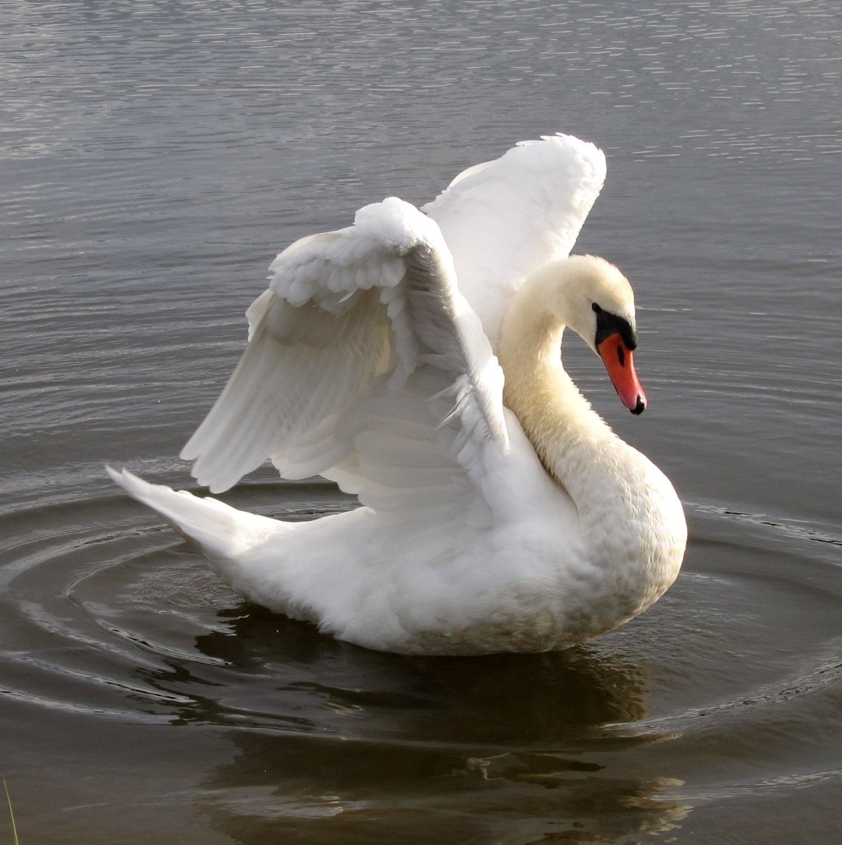 Белый лебедь шипун