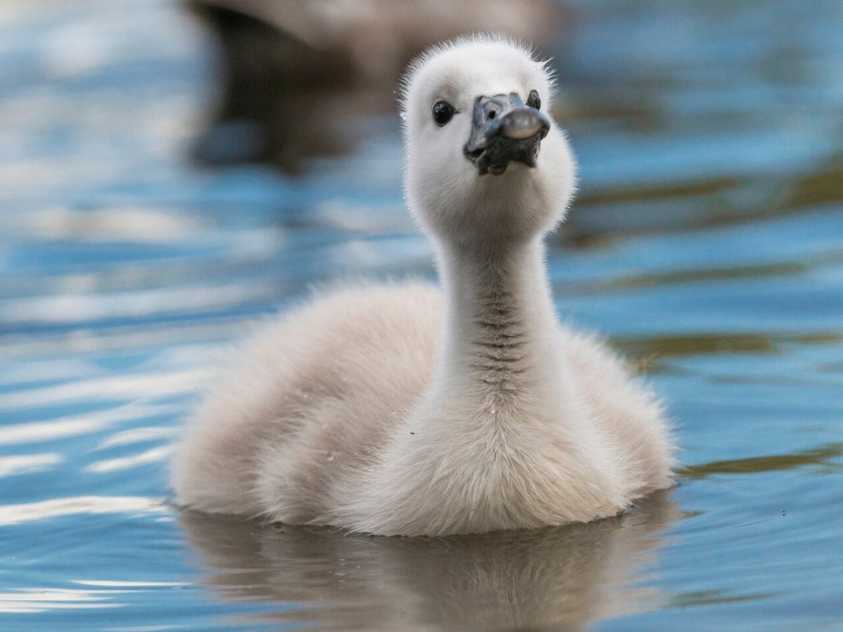 Лебедь с лебедятами