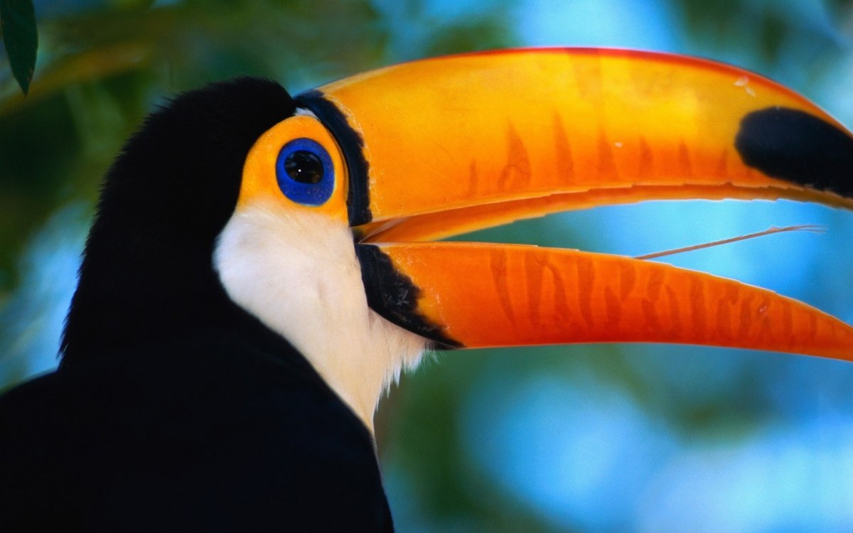 Лимонногорлый Тукан