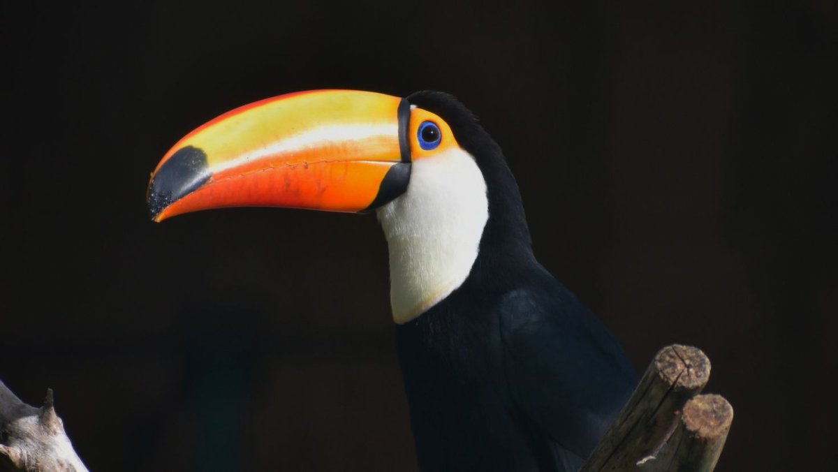 Тукан Ариэль