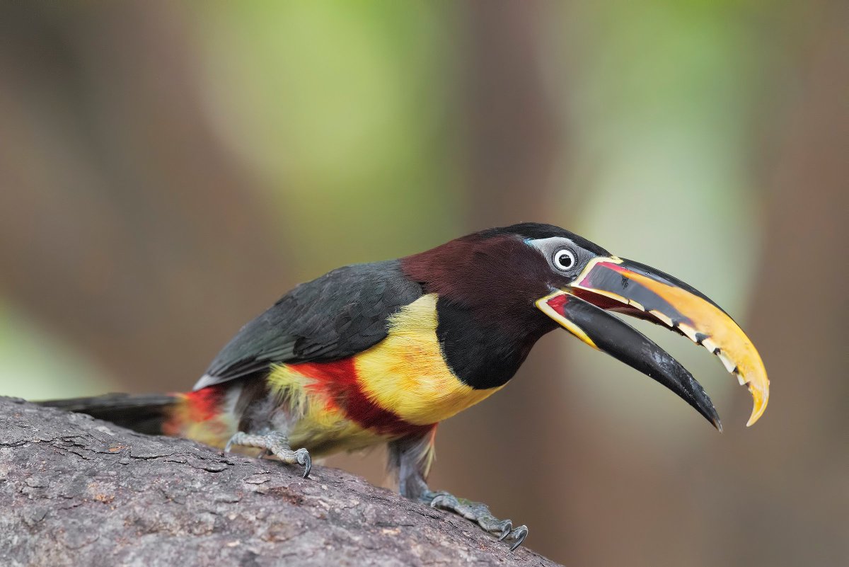 Красивый Тукан