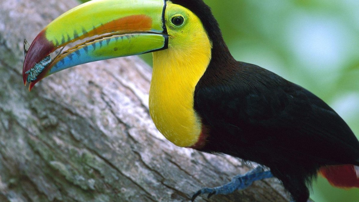 Необычные экзотические птицы