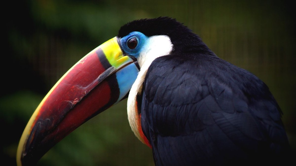 Белогрудый Тукан