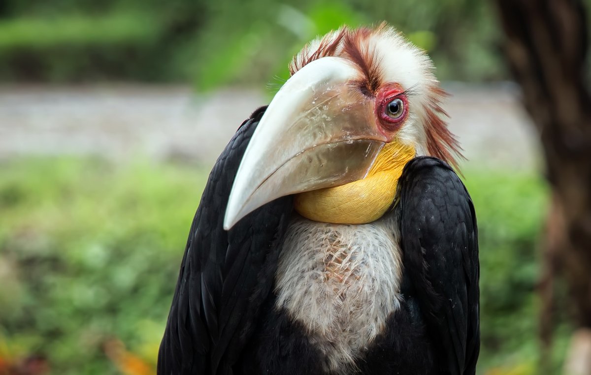 Птицы с необычным клювом