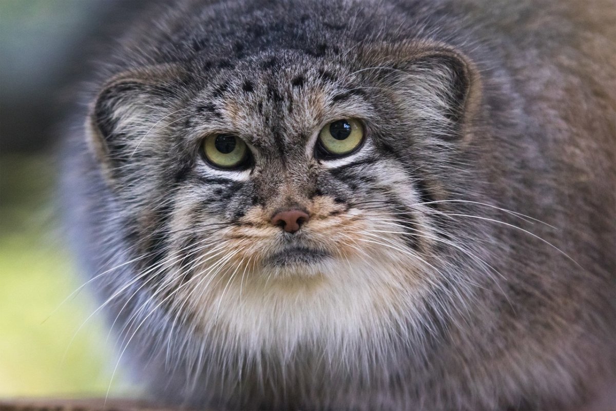 Кот Манул