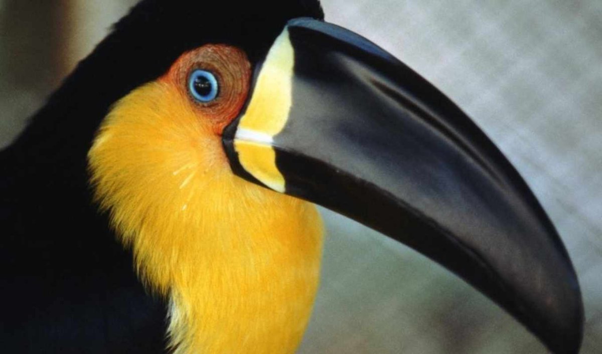 Большая птица похожая на попугая с большим клювом