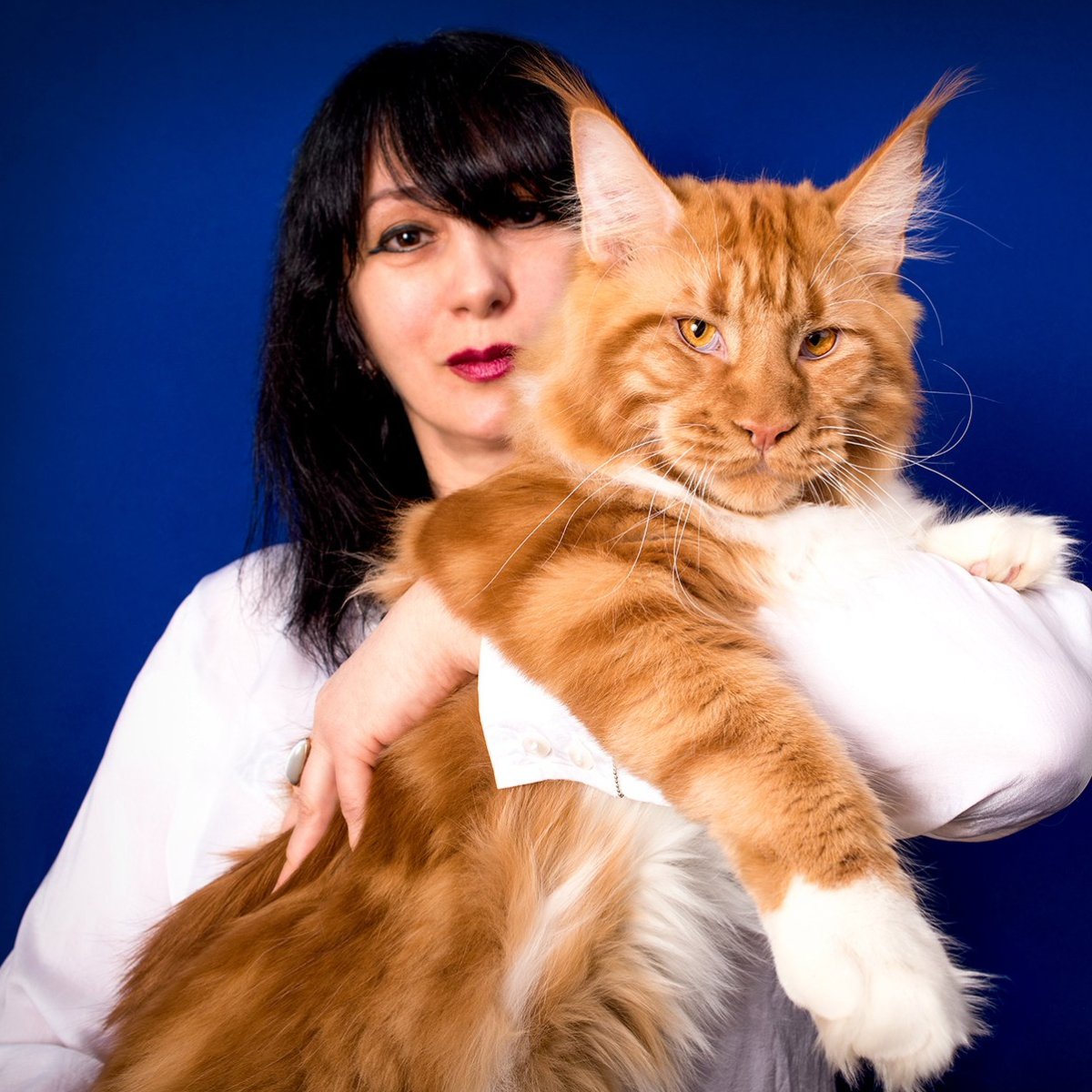 Кот Мейн кун