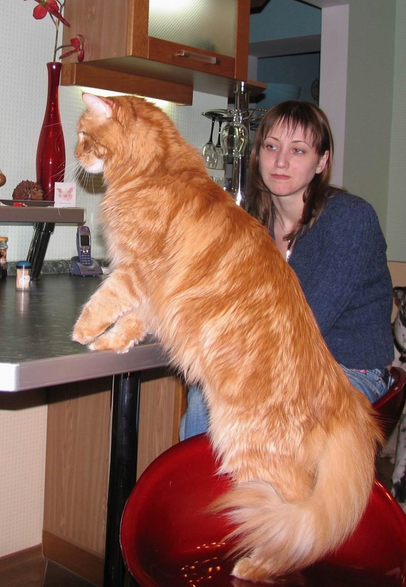 Порода кошек мэйкун Размеры