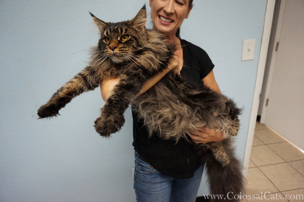 Мейн кун Павла воли