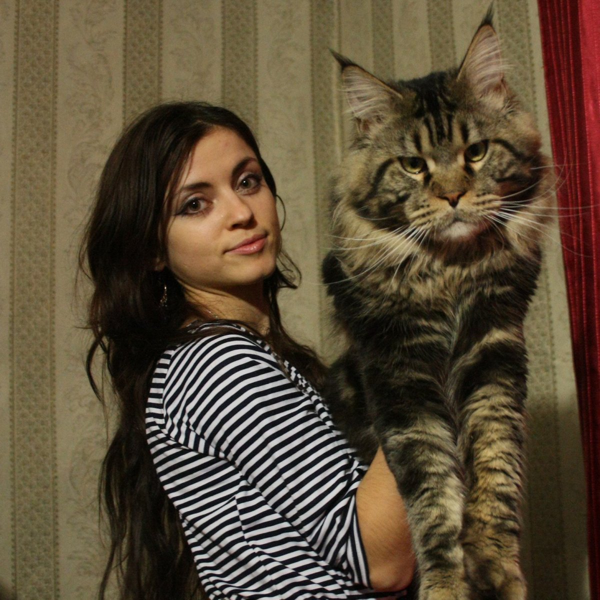 Большая кошка Мейн кун