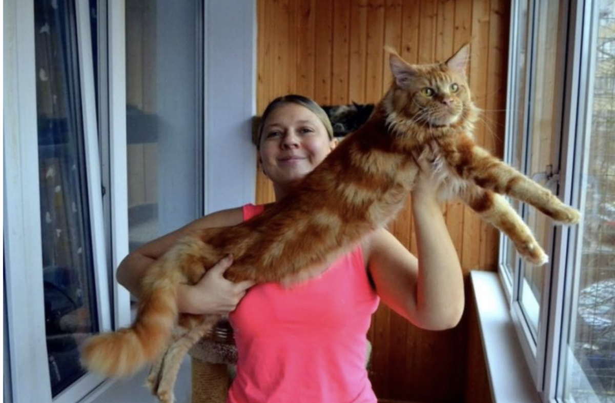 Мейн кун рыжий большой