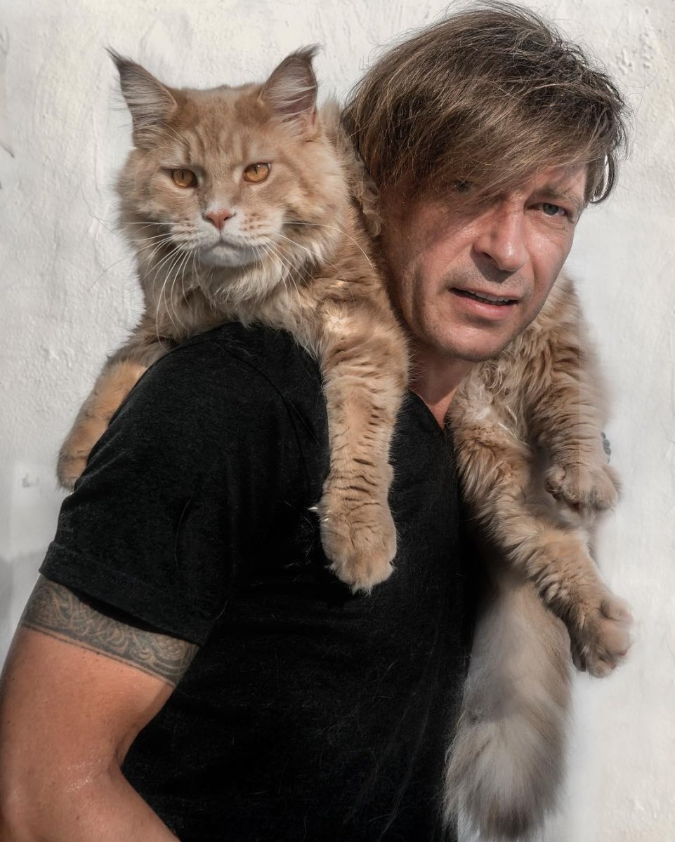 Кот Мейн кун