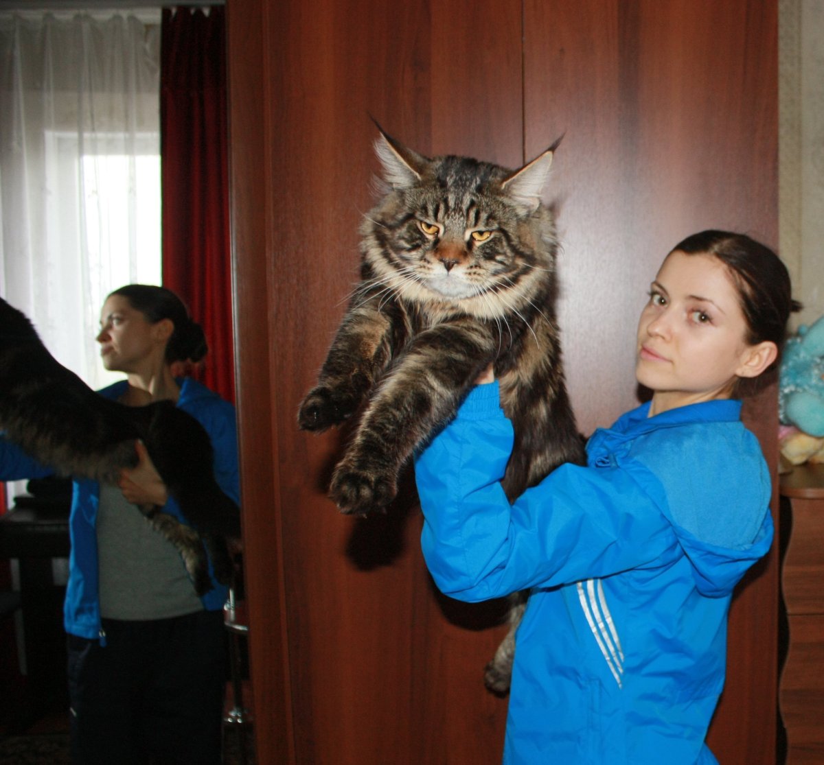 Мейн кун девочка взрослая