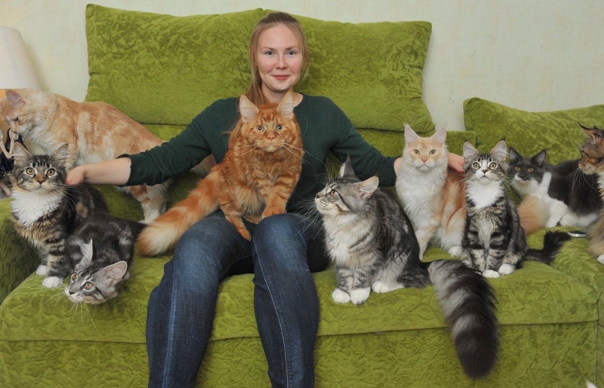 Девушка с большим котом