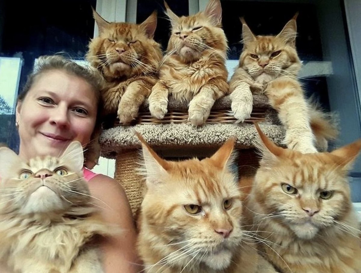 Кот Мейн кун лапа