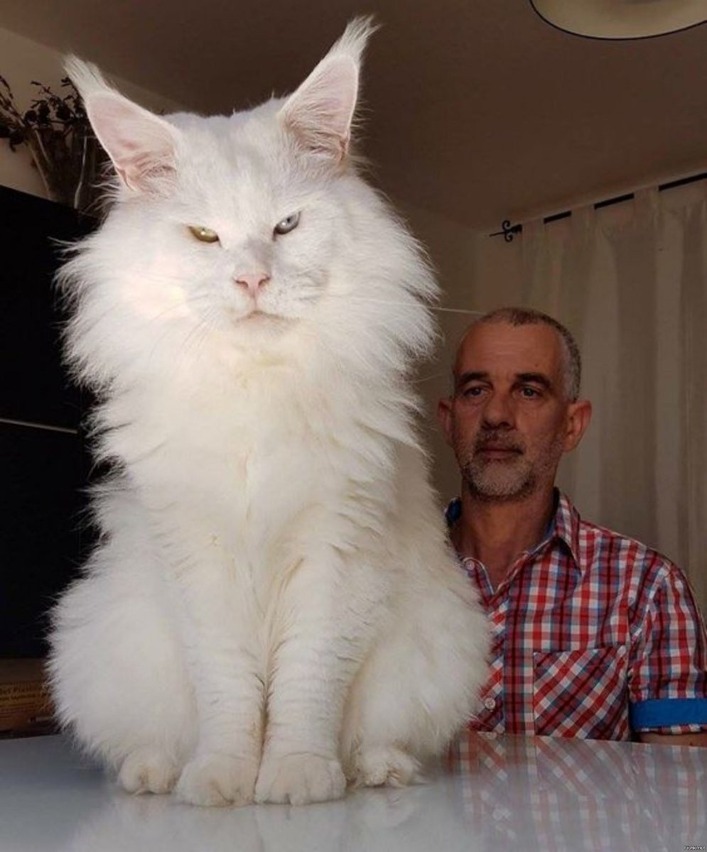 Мейн кун 20 кг