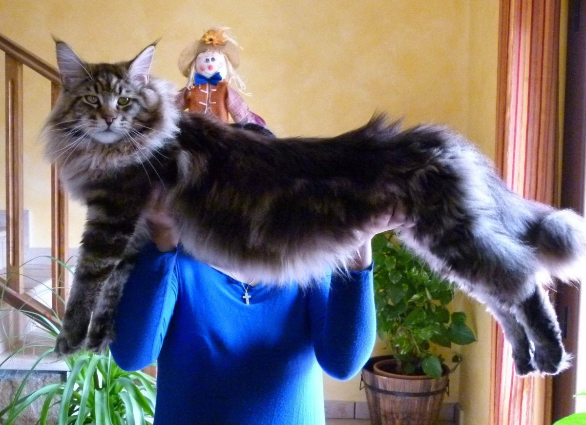 Марина Фомичева Мейн кун