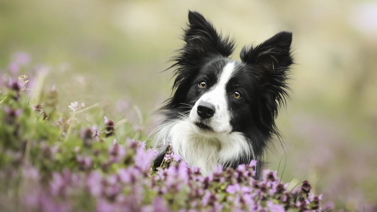 Бордер колли страшная