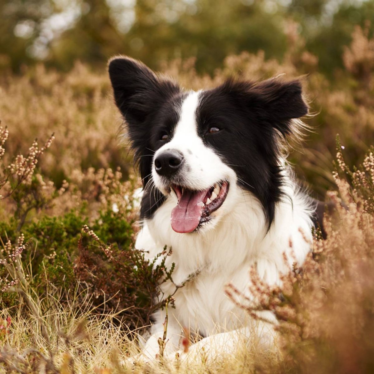 Шетландская овчарка Шелт
