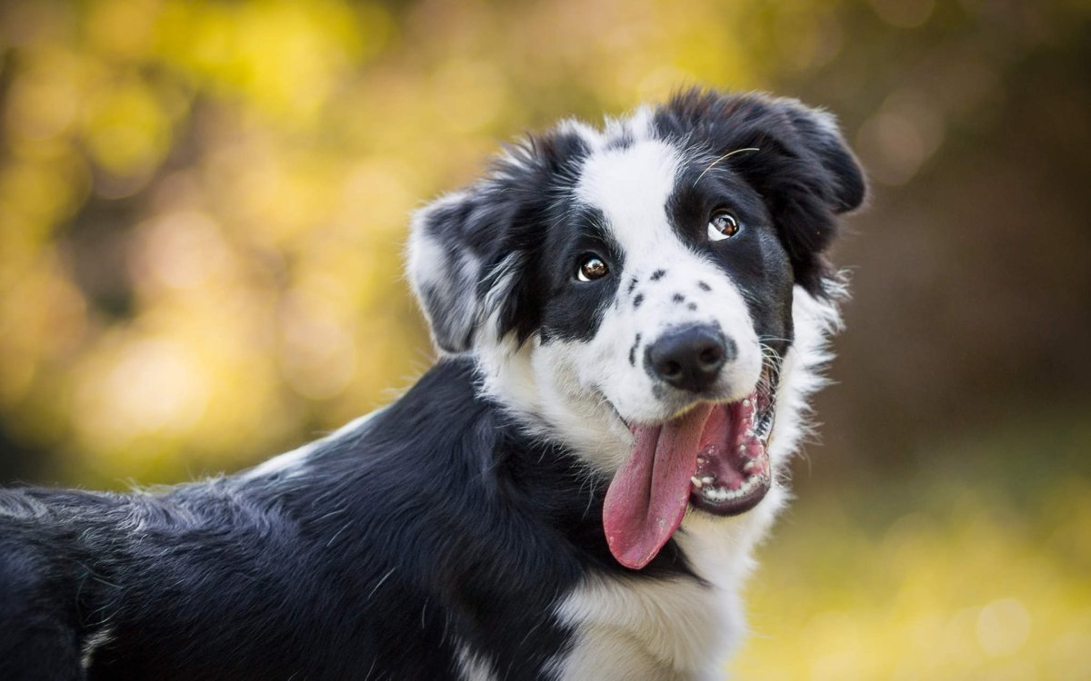 Бордер колли короткошерстный