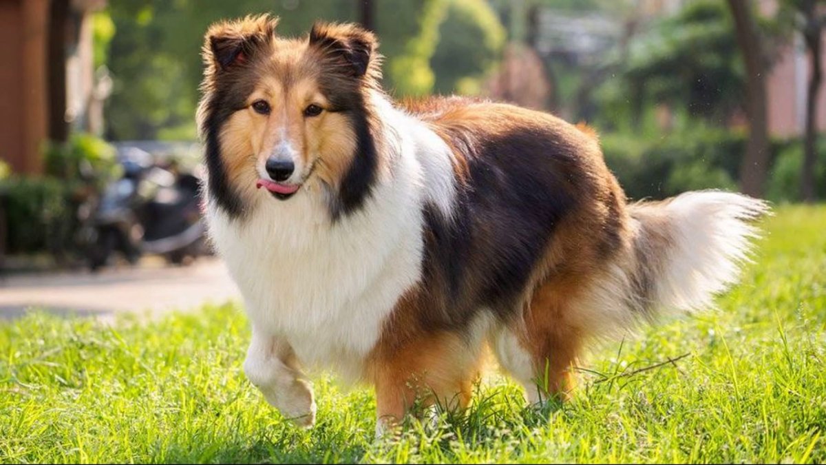 Бордер колли окрас Тан