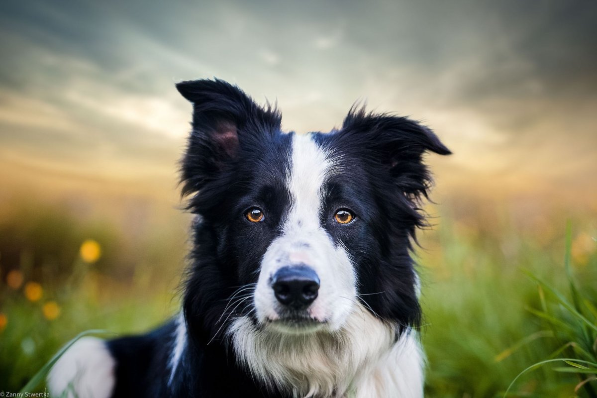 Бордер колли каштановый