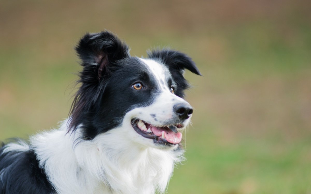 Колли терьер