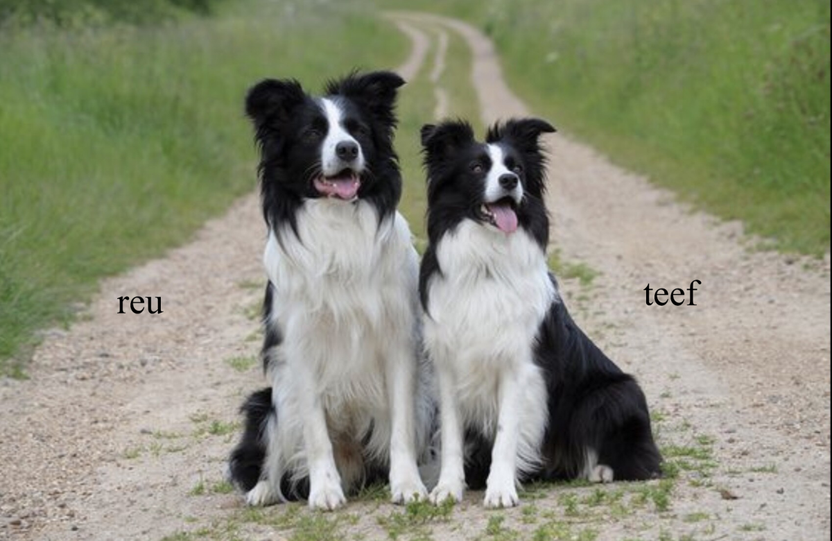 Клички для собак девочек породы бордер колли