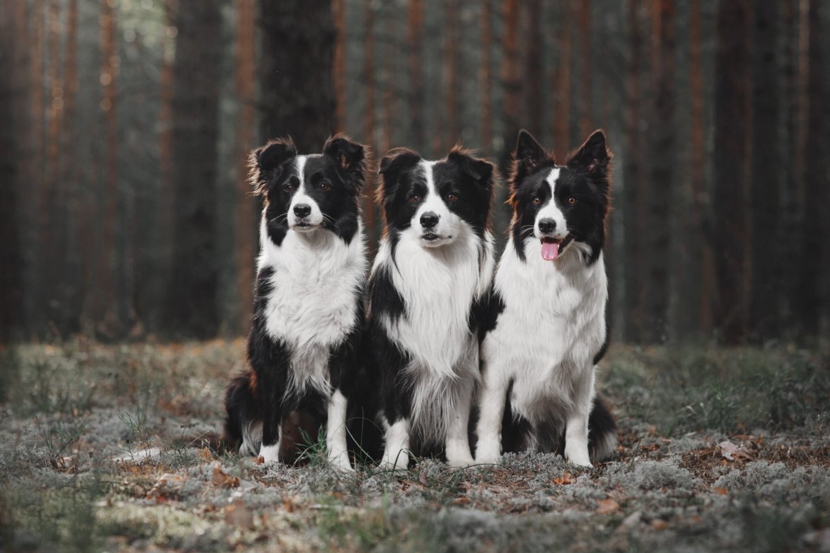 Шотландская пастушья бордер колли