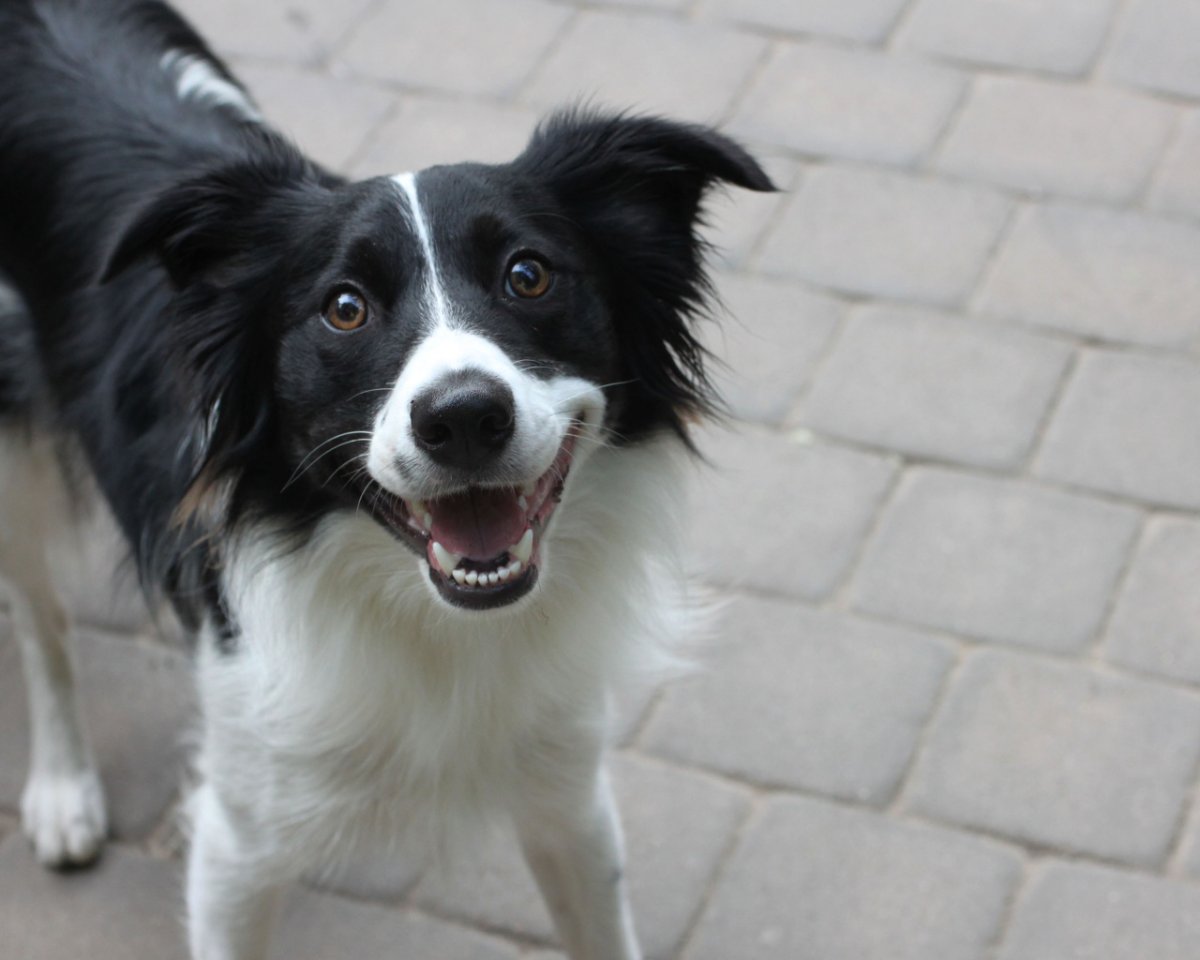 Бордер-колли породы собак