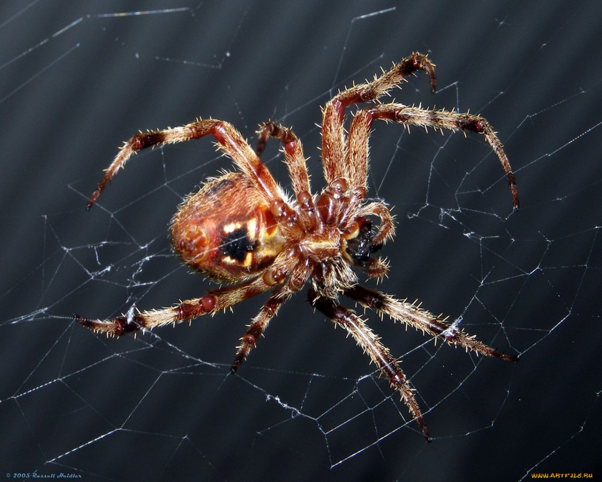 Кадмал индийское насекомое