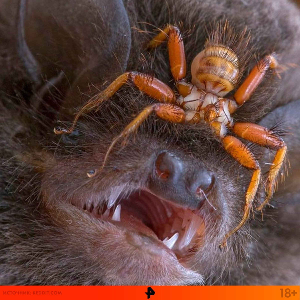 Жук убийца Шагаса