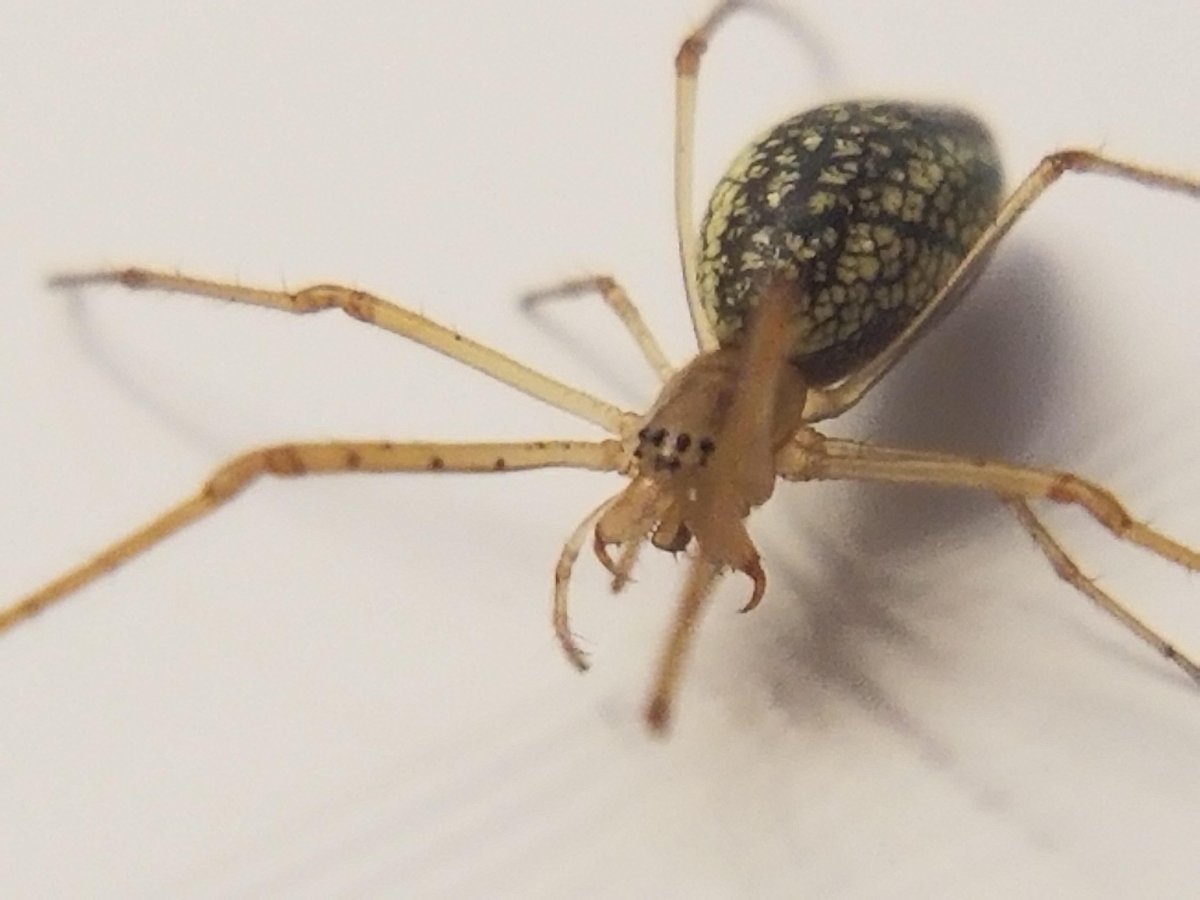 Паук бежевого цвета