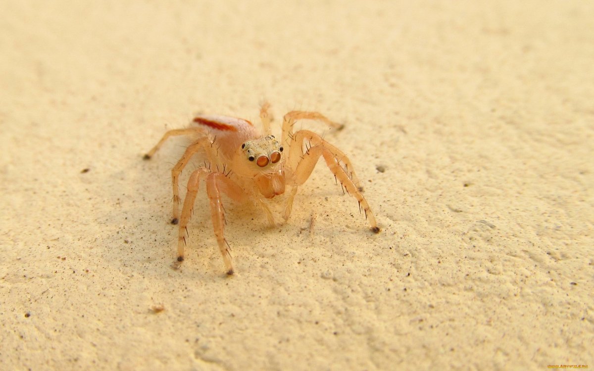 Бежевый паук маленький