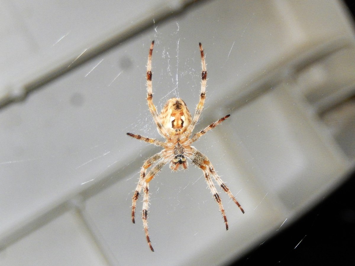 Европейский садовый паук